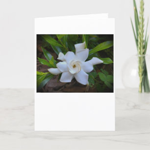 Gardenia, kort
