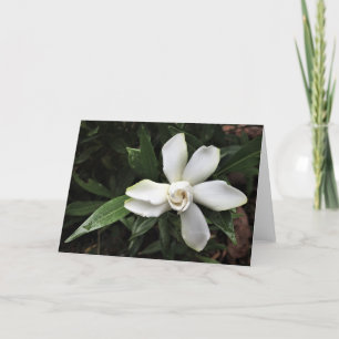 Gardenia, kort