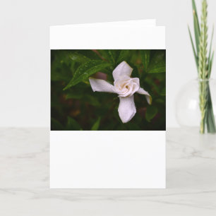 Gardenia, kort