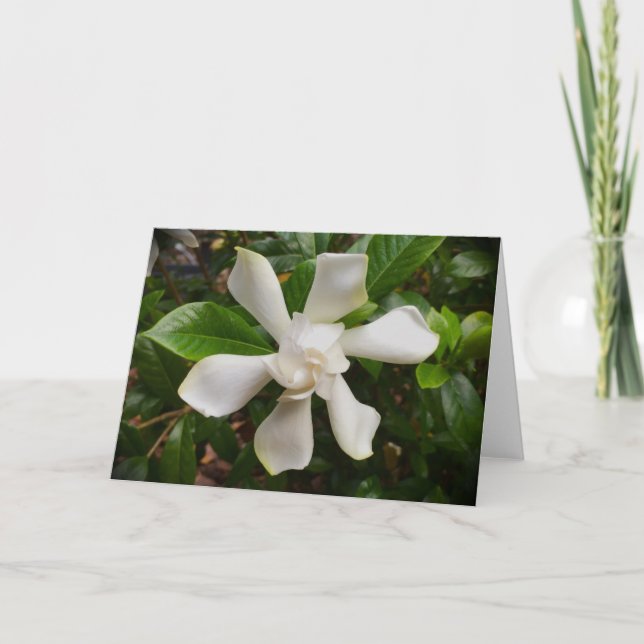 Gardenia, kort (Framsida)
