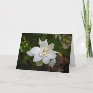 Gardenia, kort