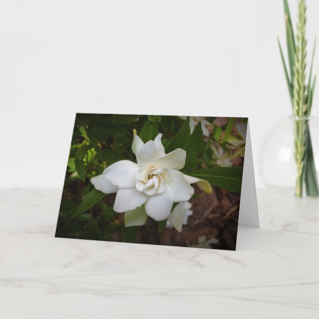 Gardenia, kort (Framsida)