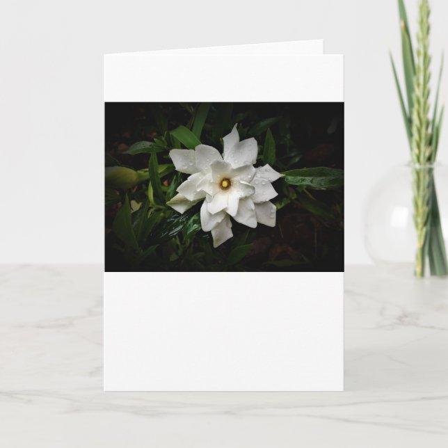 Gardenia, kort (Framsida)