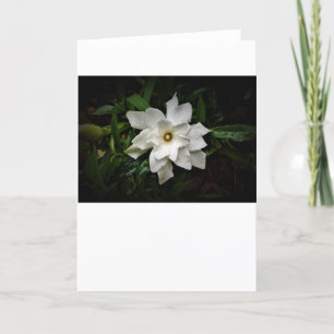 Gardenia, kort
