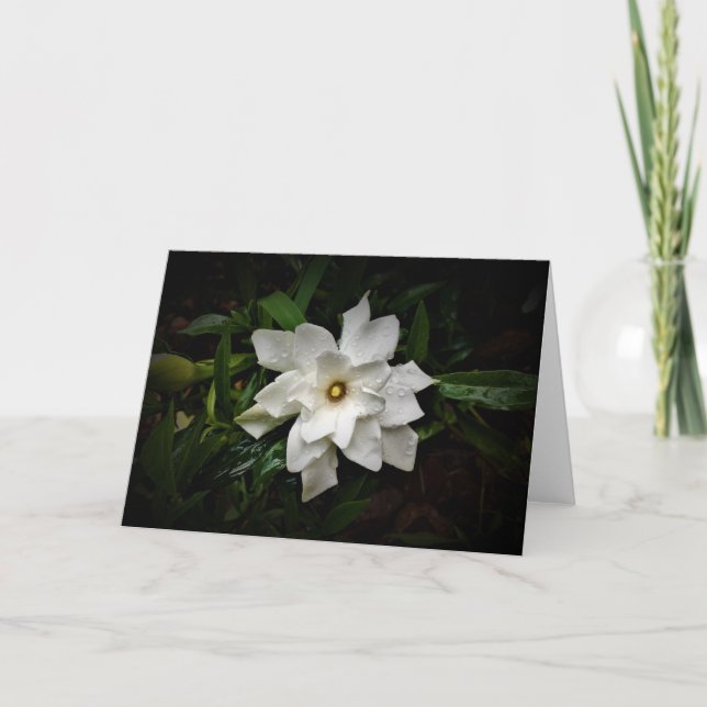Gardenia, kort (Framsida)