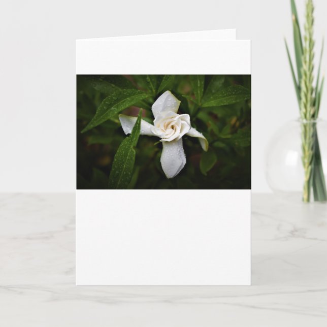 Gardenia, kort (Framsida)
