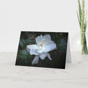 Gardenia, kort