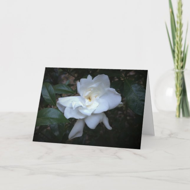 Gardenia, kort (Framsida)