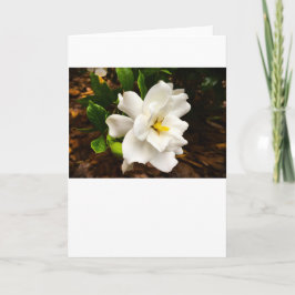 Gardenia, kort