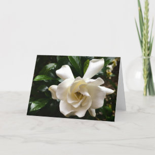 Gardenia, kort