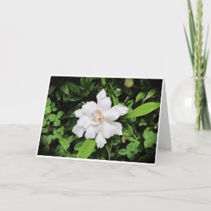 Gardenia, kort