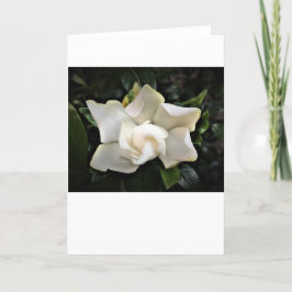 Gardenia, kort