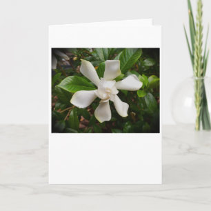 Gardenia, kort