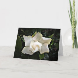Gardenia, kort