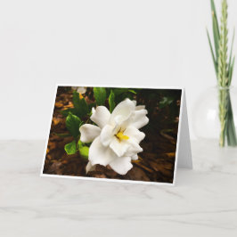 Gardenia, kort