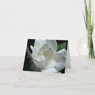 Gardenia Kort