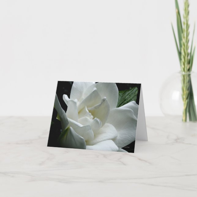 Gardenia Kort (Framsida)