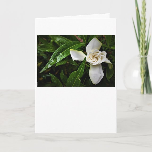 Gardenia, kort (Framsida)