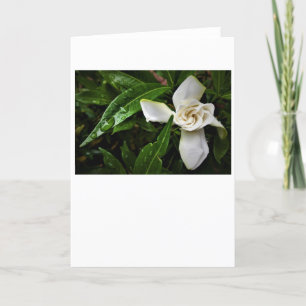 Gardenia, kort