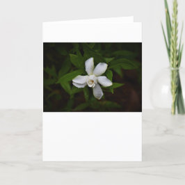 Gardenia, kort