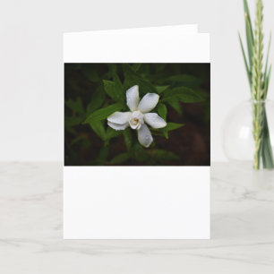 Gardenia, kort