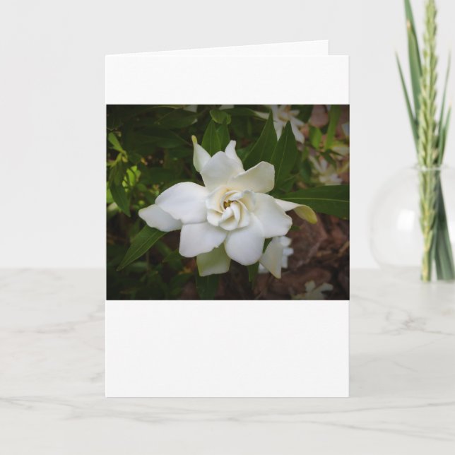 Gardenia, kort (Framsida)