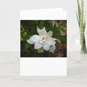Gardenia, kort