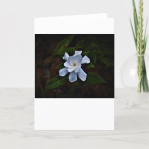 Gardenia, kort
