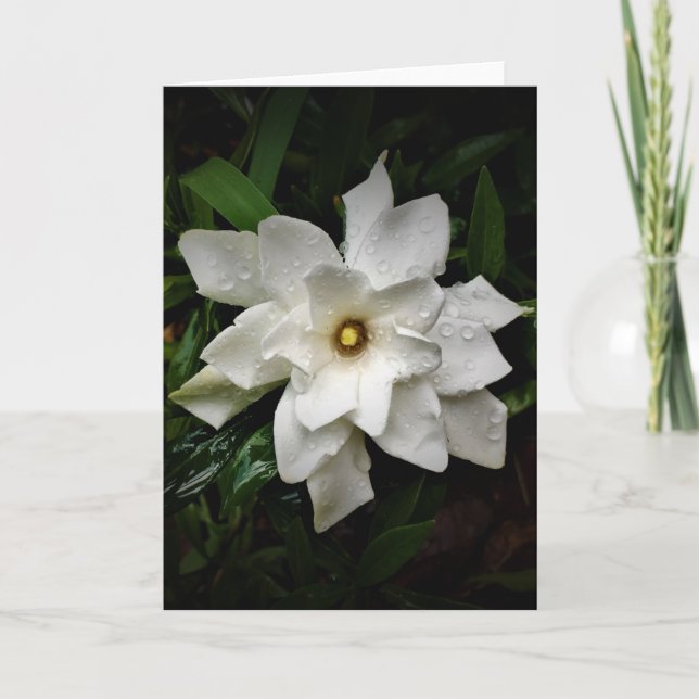 Gardenia, kort (Framsida)