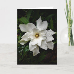 Gardenia, kort