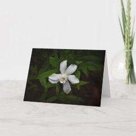 Gardenia, kort