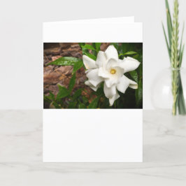 Gardenia, kort