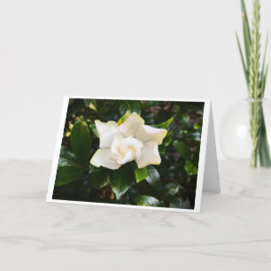 Gardenia, kort