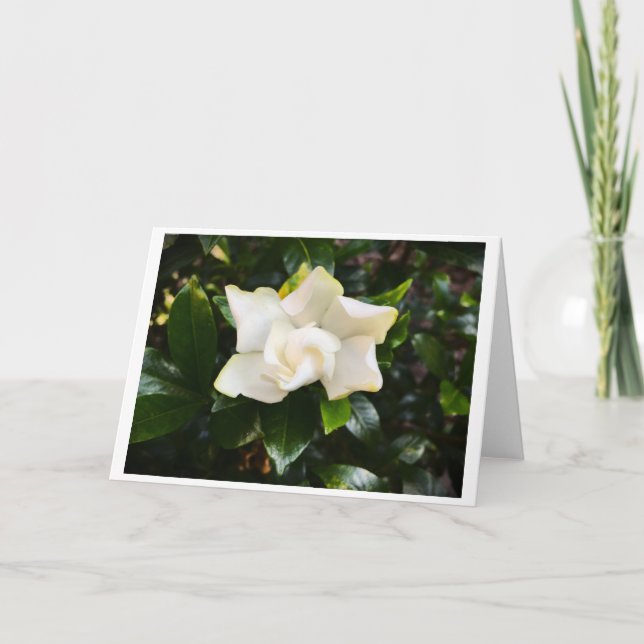 Gardenia, kort (Framsida)