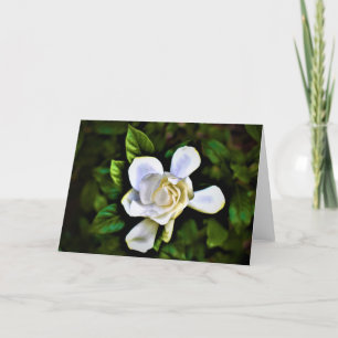 Gardenia, kort