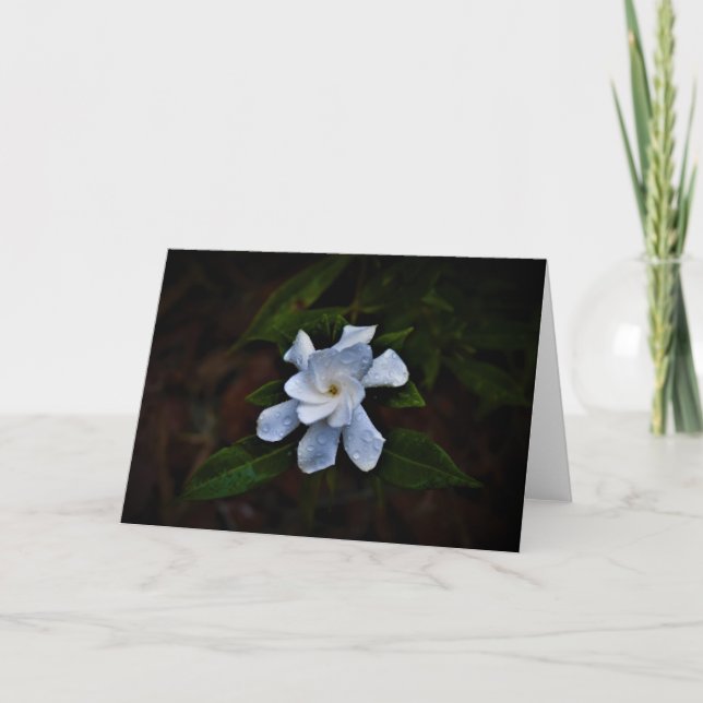 Gardenia, kort (Framsida)