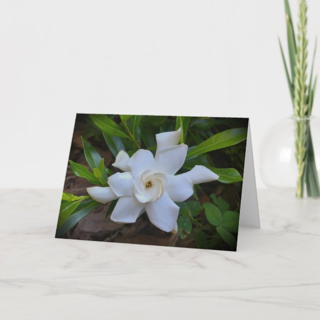 Gardenia, kort (Framsida)