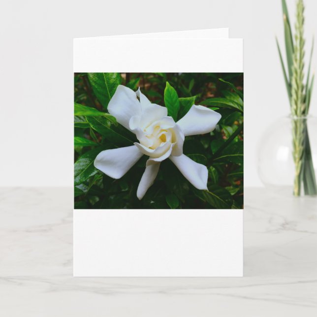 Gardenia, kort (Framsida)