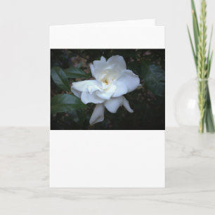 Gardenia, kort