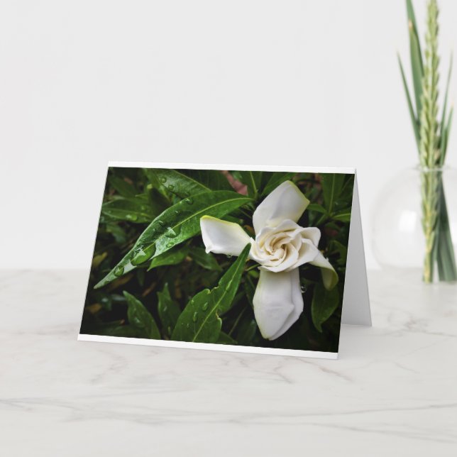 Gardenia, kort (Framsida)