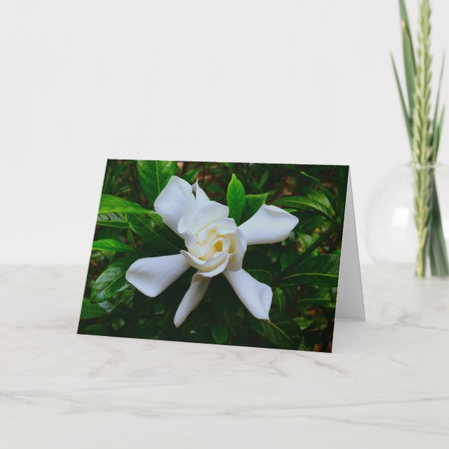 Gardenia, kort (Framsida)