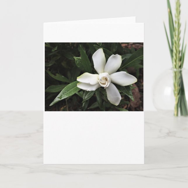 Gardenia, kort (Framsida)