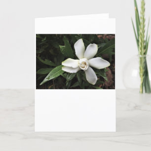 Gardenia, kort