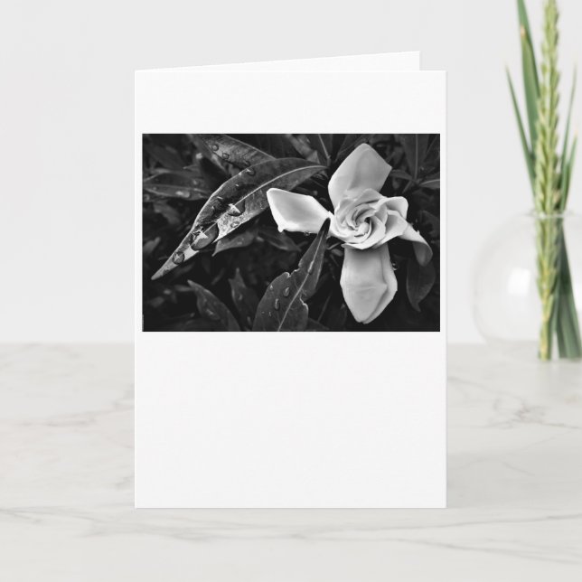 Gardenia - Noir, kort (Framsida)