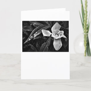 Gardenia - Noir, kort