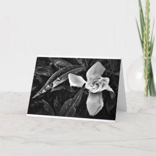 Gardenia - Noir, kort