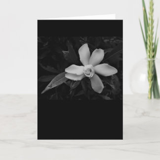 Gardenia - noir, kort