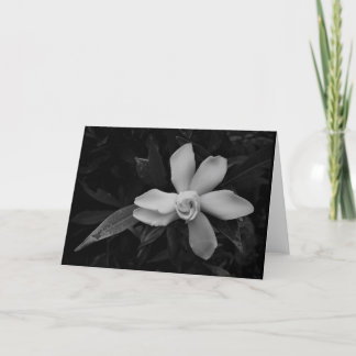 Gardenia - noir, kort