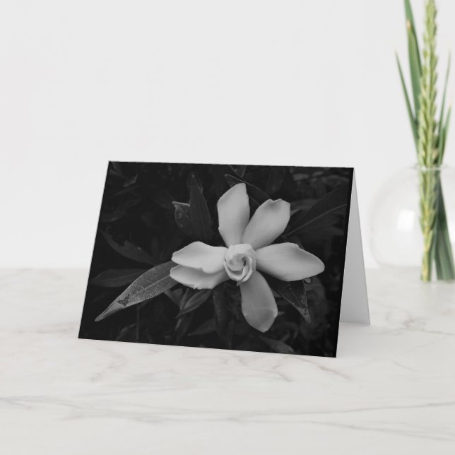 Gardenia - noir, kort (Framsida)