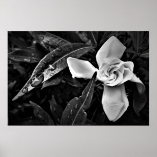 Gardenia-Noir Poster